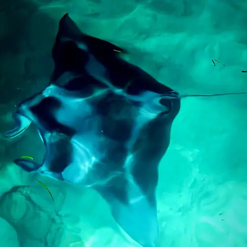 Ein Mantarochen am Abend